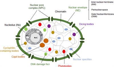 Nuclear dynamics: Formation of bodies and trafficking in plant nuclei